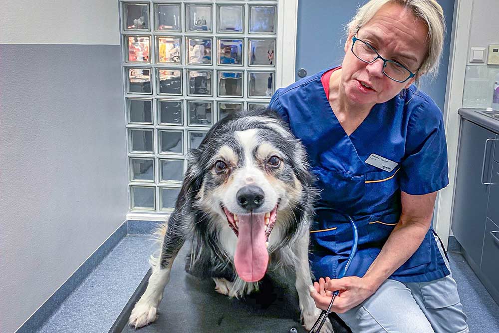 Veterinær ved Bodø Dyresykehus undersøker en hund