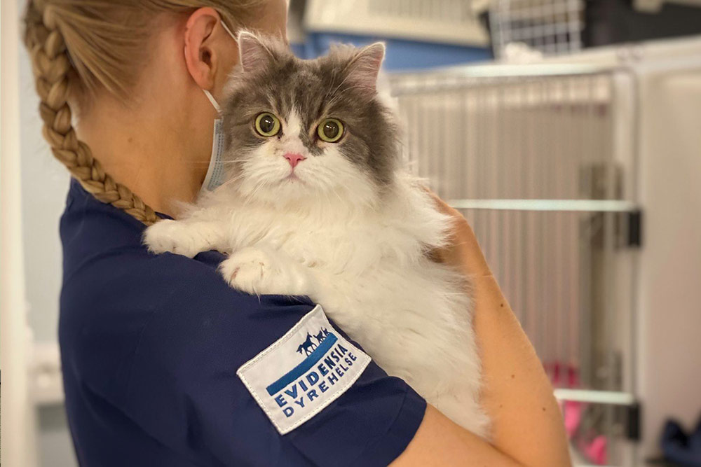 Dyrepleier holder katt i armene