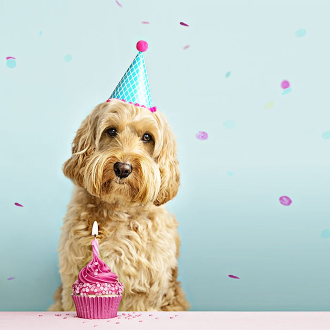Hund med partyhatt og konfetti
