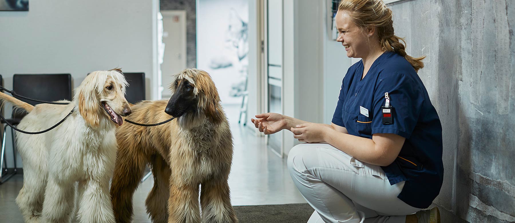 Velkommen til oss ved Evidensia Volvat Dyreklinikk