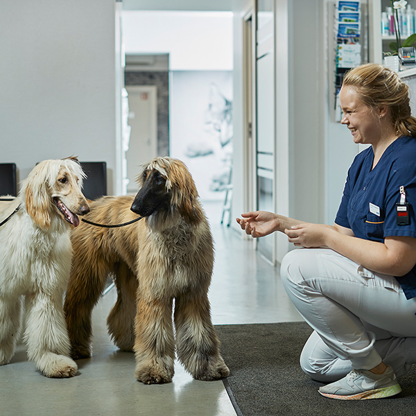 Velkommen til oss ved Evidensia Volvat Dyreklinikk