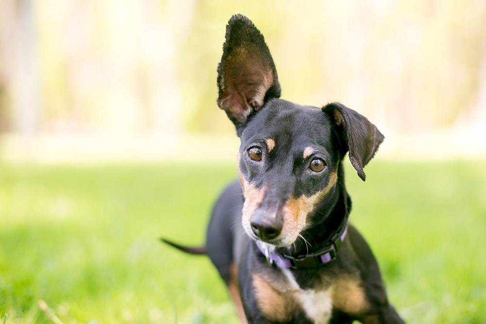 Blodøre hos hund (othematom)