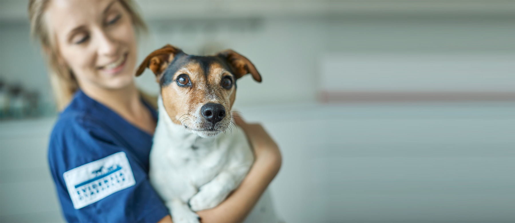 Hund blir ønsket velkommen til Evidensia Strømsø Dyreklinikk