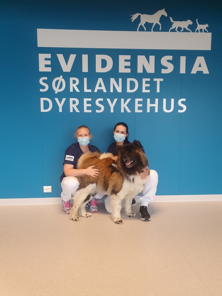 Evidensia Sørlandet Dyresykehus og hunden Nala