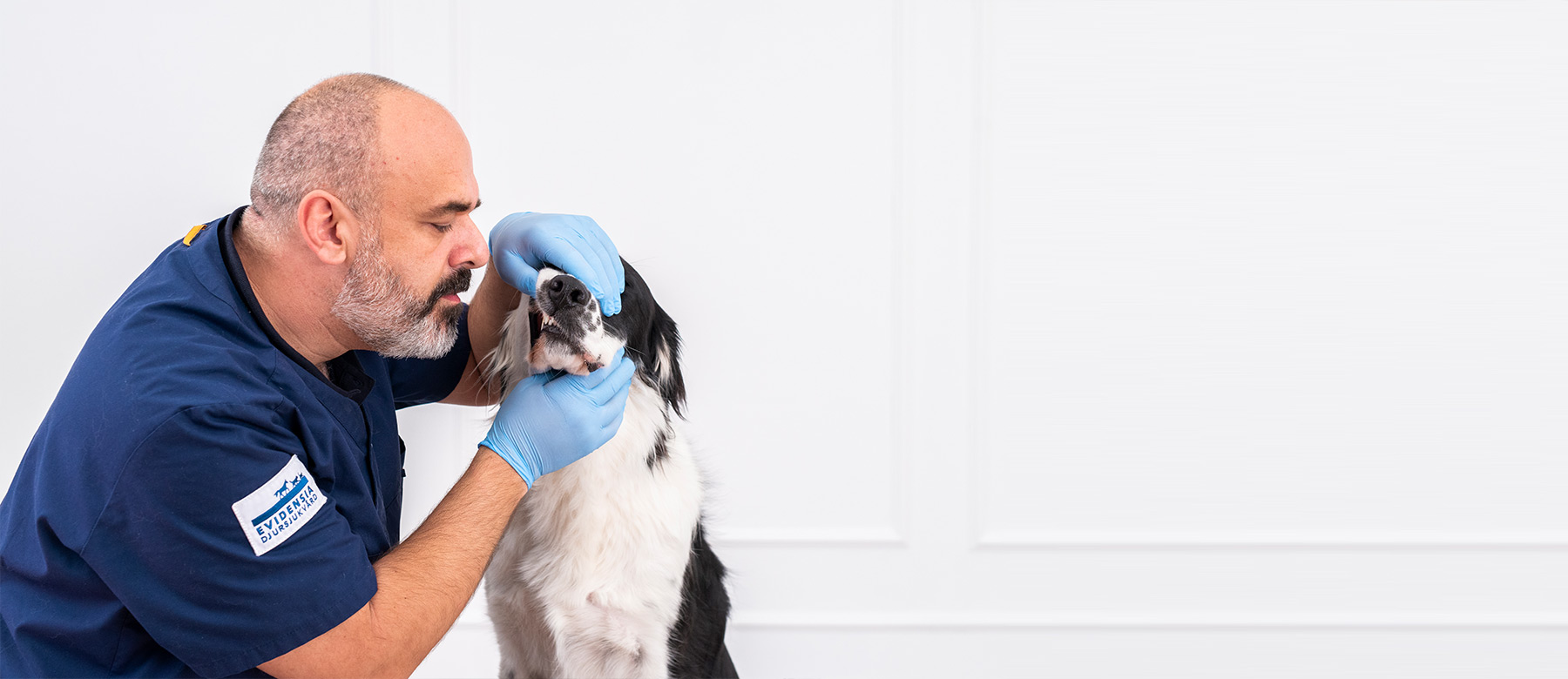 Veterinæren tipser om hvordan du gjennomfører en ukentlig sjekk av munnhule og tenner på din hund