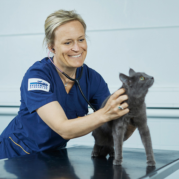 Veterinær undersøker katt