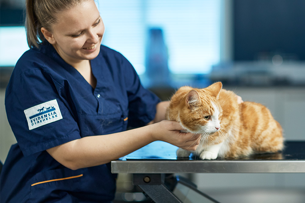 Katt til konsultasjon hos veterinær