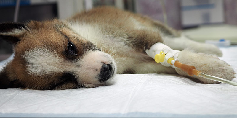 Hund får akutt behandling med medisin