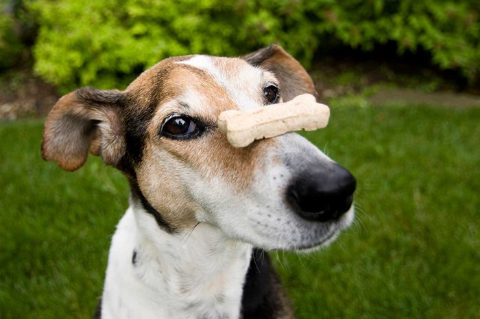 Hund balanserer godbit på snuten