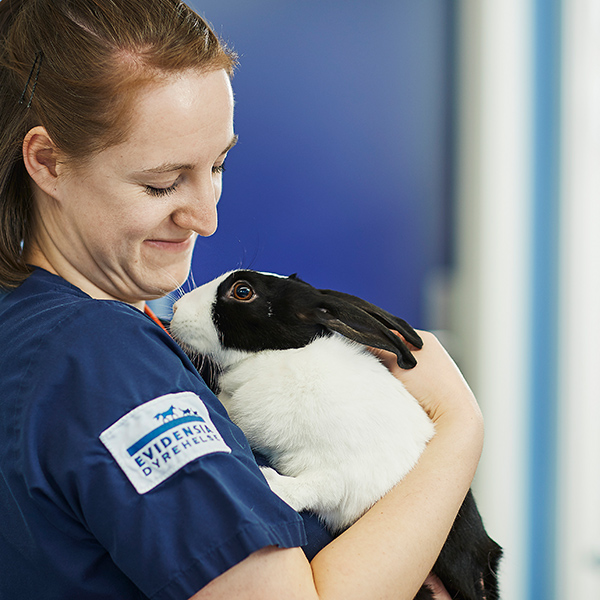 Veterinær holder kanin i armene