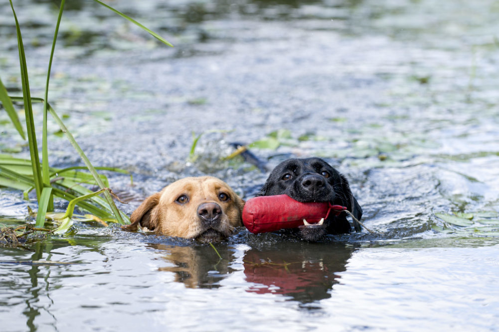 Leptospirose hos hund