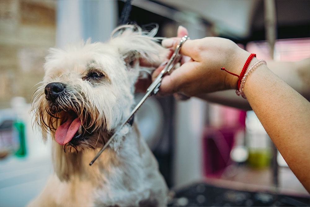 Malteserhund blir klippet av profesjonell hundefrisør
