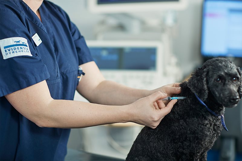 vente Ræv reparatøren Vaksinering av hund | Evidensia Dyrehelse