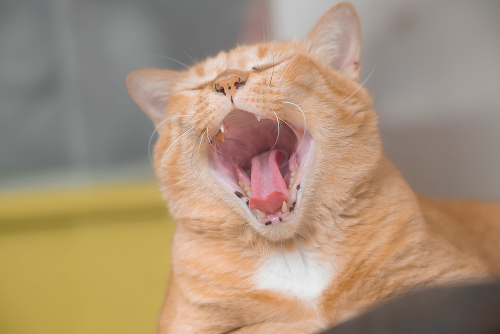 Hvordan gjenkjenne dårlig tannhelse hos katten