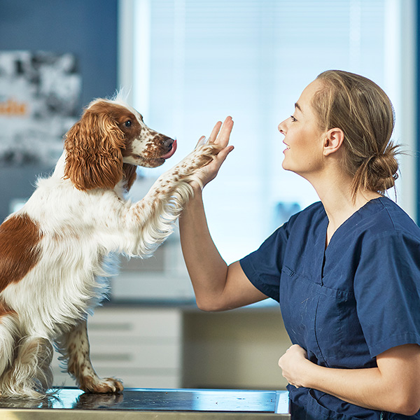 Våre veterinærer og dyrepleiere er alltid beredt til å ta i mot pasienter ved våre dyreklinikker i hele Norge.