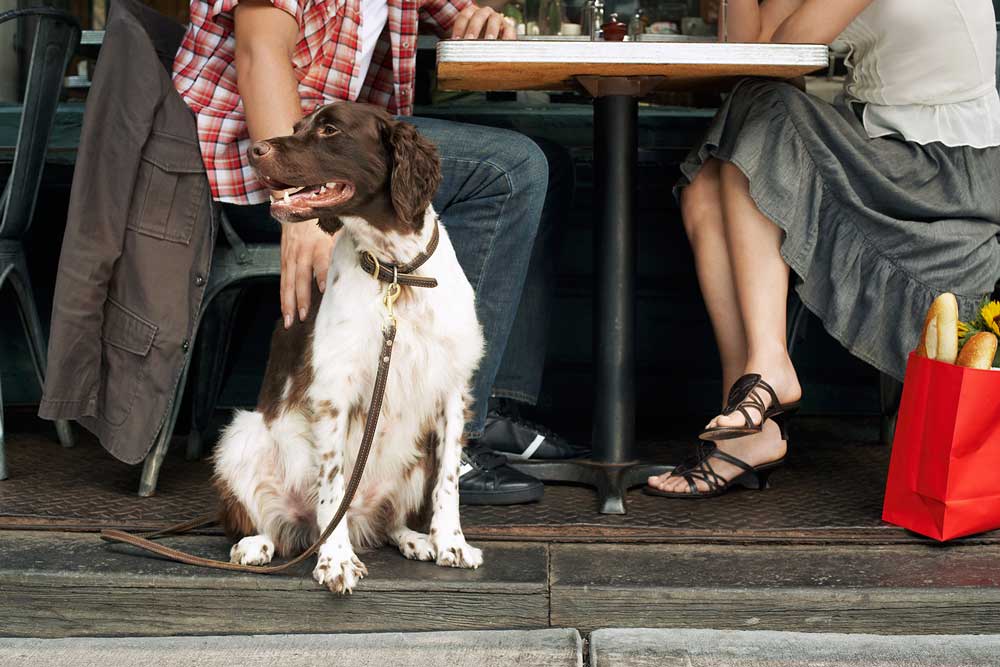 Hund er med på kafé