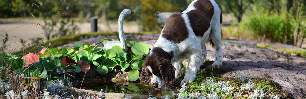 Hund som drikker vann av sølepytt