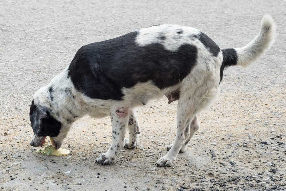 malm telt vandfald Oppkast og diaré hos hund og katt | Evidensia Dyrehelse