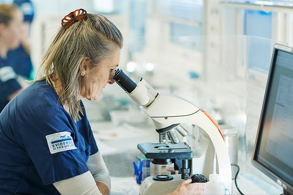 Undersøkelse av celler i mikroskop er viktig for å sette rett diagnose på kulen