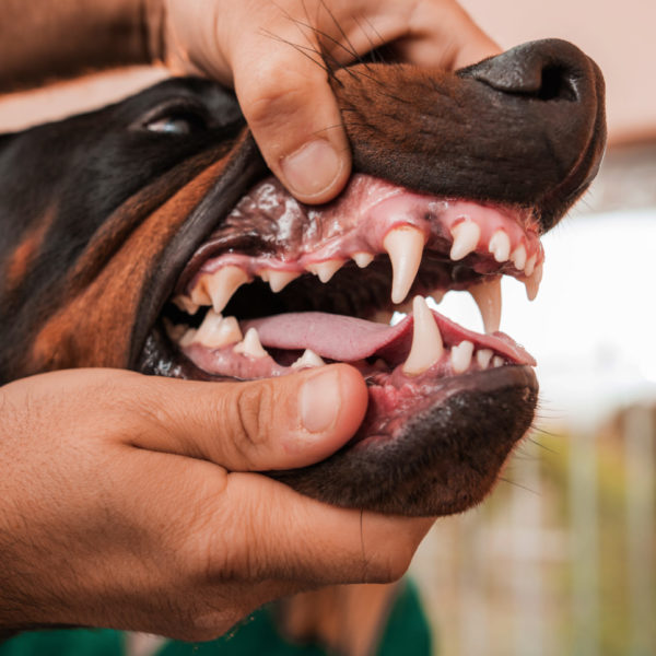 Evidensias tannskole for hund - avsnitt 4