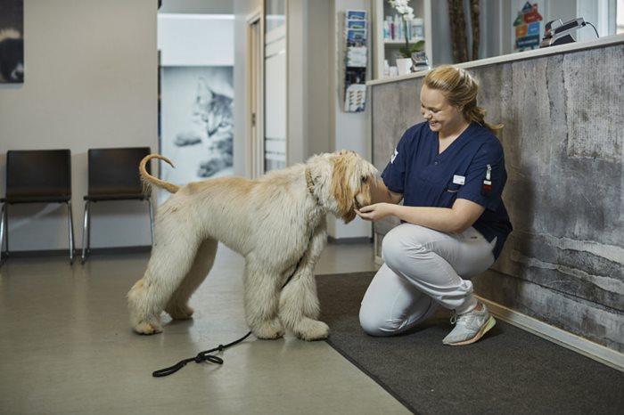 Ved Volvat Dyreklinikk tar vi oss alltid tid til å hilse på våre pasienter